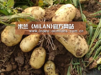 种植基地六